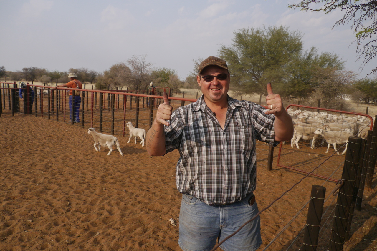 Norman en zijn schaapjes