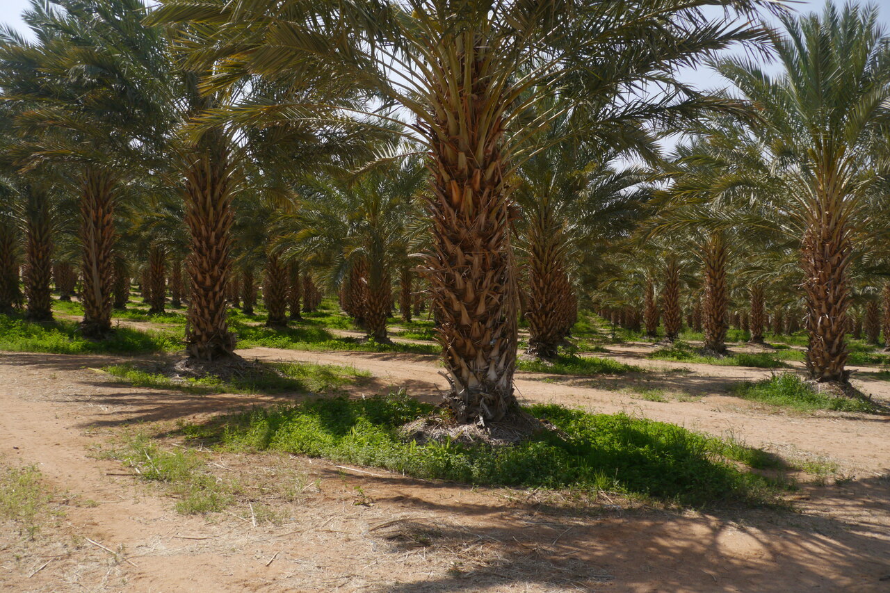 Dadelpalmen