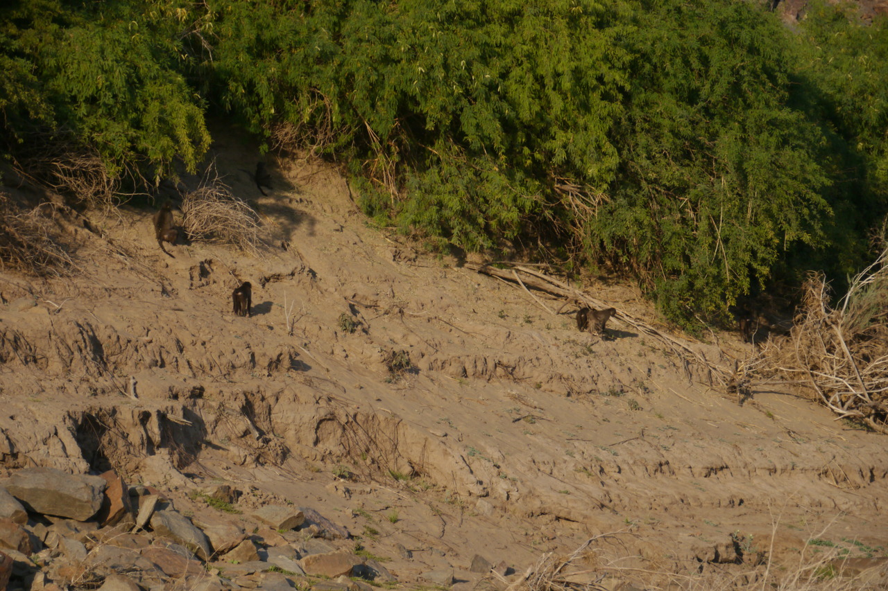 Bavianen op ochtendronde